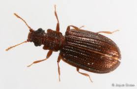 Attēlu rezultāti vaicājumam “Latridiidae”