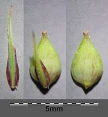 Attēlu rezultāti vaicājumam “Carex acutiformis fruit”