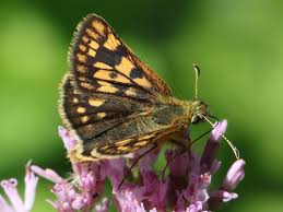 Attēlu rezultāti vaicājumam “Carterocephalus silvicolus male”