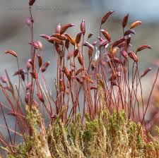 Attēlu rezultāti vaicājumam “Calliergonella cuspidata sporophyte”