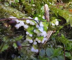 Attēlu rezultāti vaicājumam “Diderma montanum”