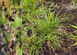 Attēlu rezultāti vaicājumam “Juncus squarrosus”