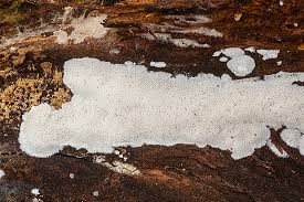 Attēlu rezultāti vaicājumam “Postia sericeomollis”