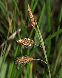 Attēlu rezultāti vaicājumam “Carex limosa”