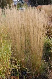 Attēlu rezultāti vaicājumam “Calamagrostis epigeios”