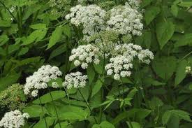Attēlu rezultāti vaicājumam “Aegopodium podagraria flower”
