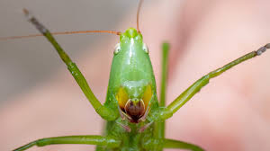 Attēlu rezultāti vaicājumam “Tettigoniodea”