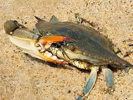 Image result for Callinectes sapidus