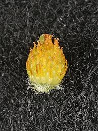 Attēlu rezultāti vaicājumam “Potentilla argentea bud”