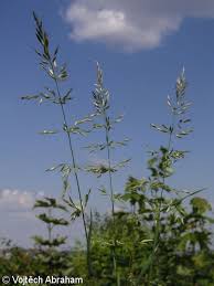 Attēlu rezultāti vaicājumam “Arrhenatherum elatius”