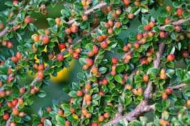 Attēlu rezultāti vaicājumam “Cotoneaster divaricatus fruit”