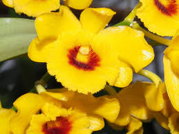 Attēlu rezultāti vaicājumam “Chrysotoxum sp.”