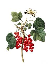 Attēlu rezultāti vaicājumam “Ribes rubrum”