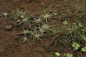 Attēlu rezultāti vaicājumam “Myriophyllum alterniflorum”