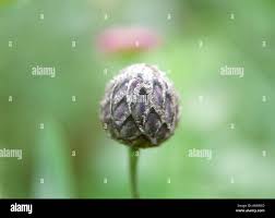 Attēlu rezultāti vaicājumam “Centaurea scabiosa bud”