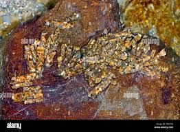 Attēlu rezultāti vaicājumam “Potamophylax”