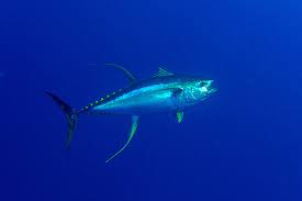 Image result for Thunnus albacares