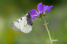 Attēlu rezultāti vaicājumam “Parnassius mnemosyne”