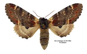 Attēlu rezultāti vaicājumam “Notodonta dromedarius”