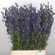 Attēlu rezultāti vaicājumam “Aconitum napellus”