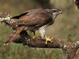 Image result for Goshawks G C