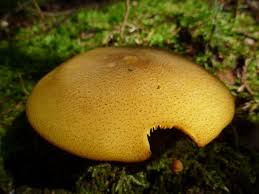 Attēlu rezultāti vaicājumam “Tricholomopsis decora”