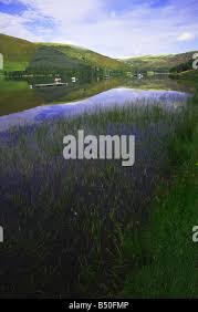 Image result for St Mary's Loch Sailing Club