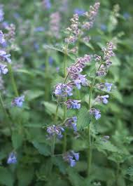 Image result for Nepeta cataria