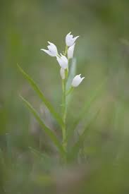Attēlu rezultāti vaicājumam “Cephalanthera longifolia”