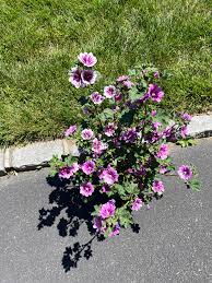 Image result for Malva sylvestris 'Zebrina'