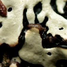 Attēlu rezultāti vaicājumam “Menegazzia terebrata”