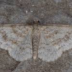 Attēlu rezultāti vaicājumam “Hydrelia sylvata”