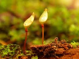 Attēlu rezultāti vaicājumam “Buxbaumia viridis”