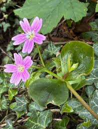 Attēlu rezultāti vaicājumam “Claytonia sibirica flower”