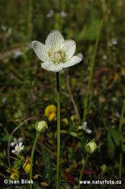 Attēlu rezultāti vaicājumam “Parnassia palustris bud”