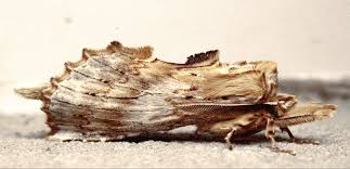 Attēlu rezultāti vaicājumam “Pterostoma palpina”