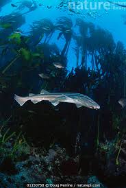 Image result for Poroderma africanum