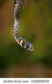 Image result for Ringelnatter