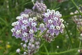 Attēlu rezultāti vaicājumam “Asclepiadaceae”