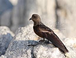 Image result for Oceanites oceanicus