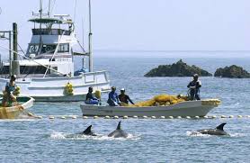 Image result for japan dolphin slaughter
