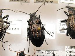 Attēlu rezultāti vaicājumam “Carabus granulatus”