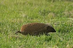 Attēlu rezultāti vaicājumam “Erinaceus sp.”