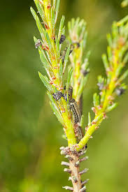 Attēlu rezultāti vaicājumam “Neodiprion sertifer larva”
