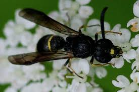 Attēlu rezultāti vaicājumam “Symmorphus sp.”