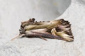 Attēlu rezultāti vaicājumam “Actinotia polyodon”