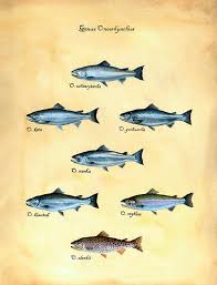 Image result for Oncorhynchus