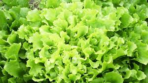 Image result for Endivie