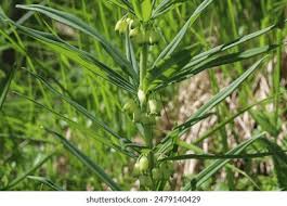 Attēlu rezultāti vaicājumam “Polygonatum verticillatum leaf”