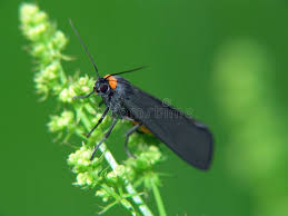 Attēlu rezultāti vaicājumam “Atolmis rubricollis”